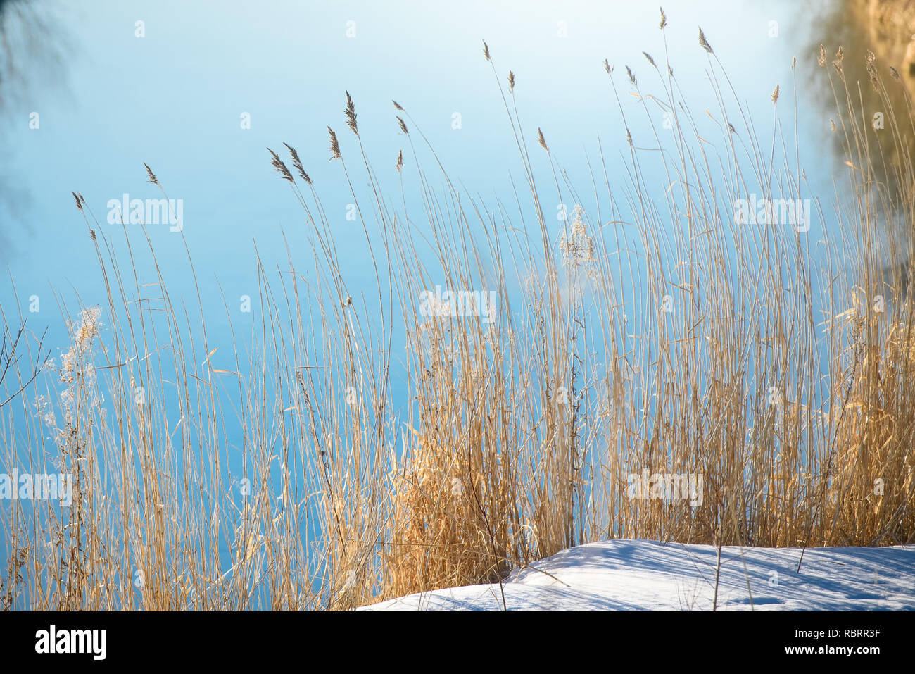Spring river landscape dry grass hi-res stock photography and images ...