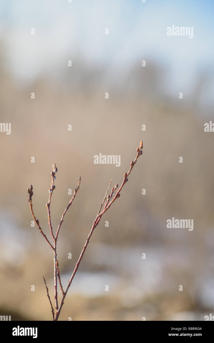 Twigs with swollen buds on blurred spring background Stock Photo