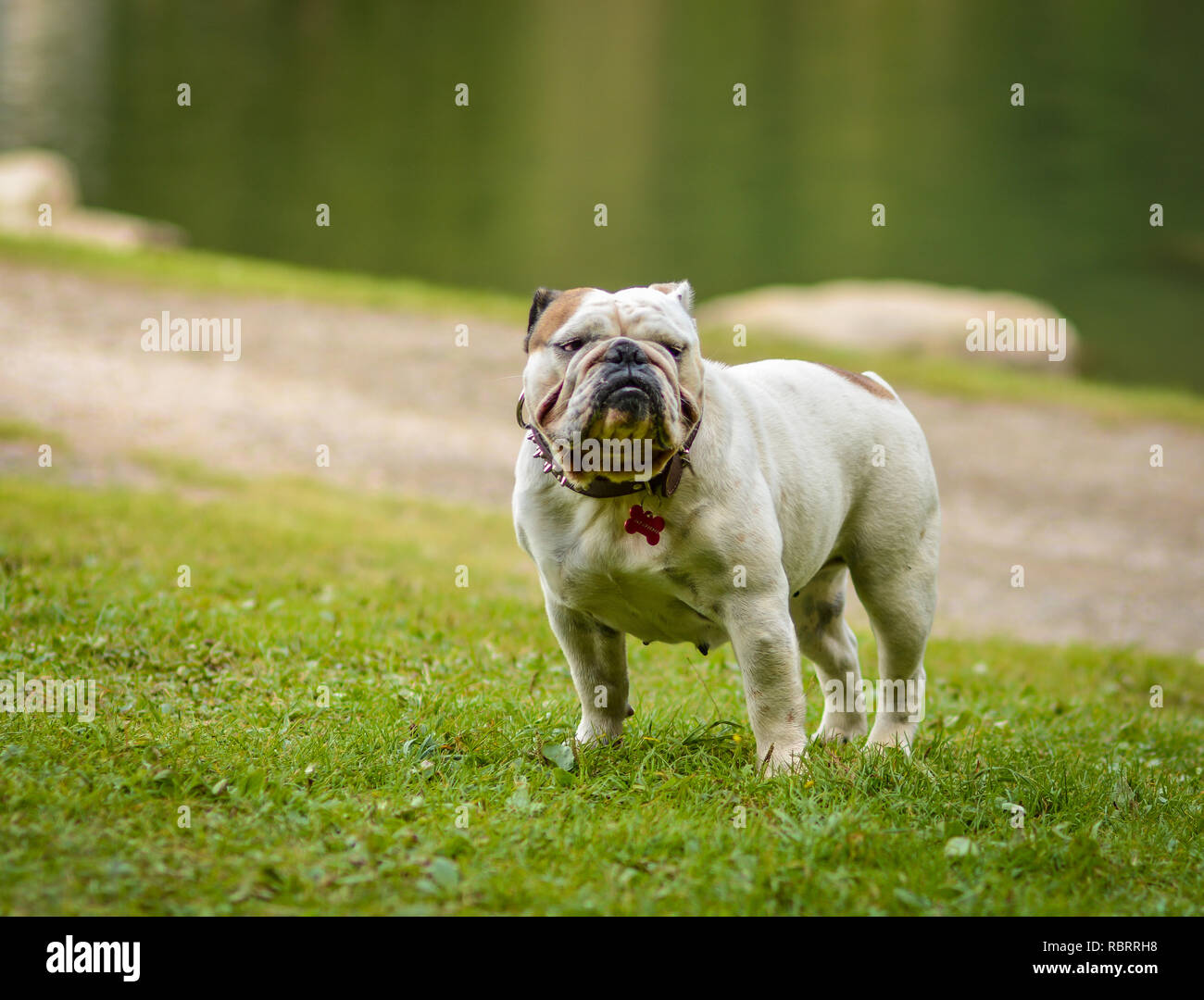 A brown and white English Bulldog running on the lawn looking playful and cheerful. The Bulldog is a muscular, heavy dog with a wrinkled face and a di Stock Photo