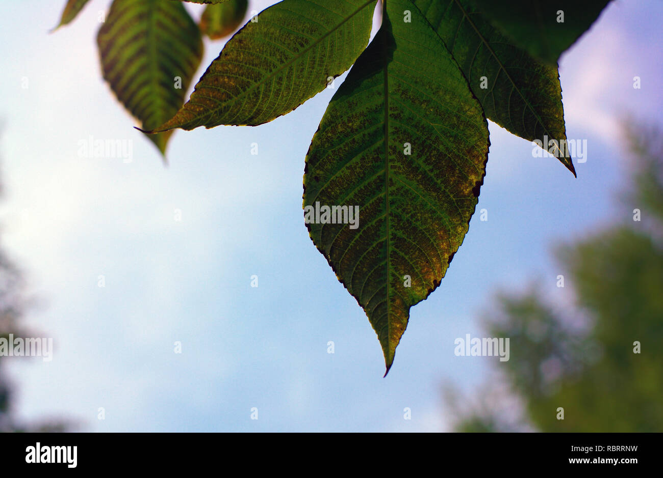 green leafs on sky background Stock Photo - Alamy