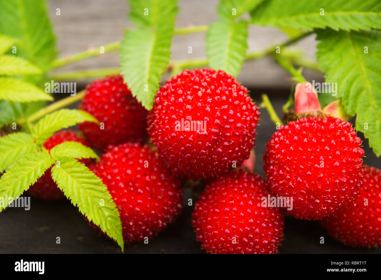 Red Tibetan raspberries for immunity with pectin for digestion, closeup view Stock Photo