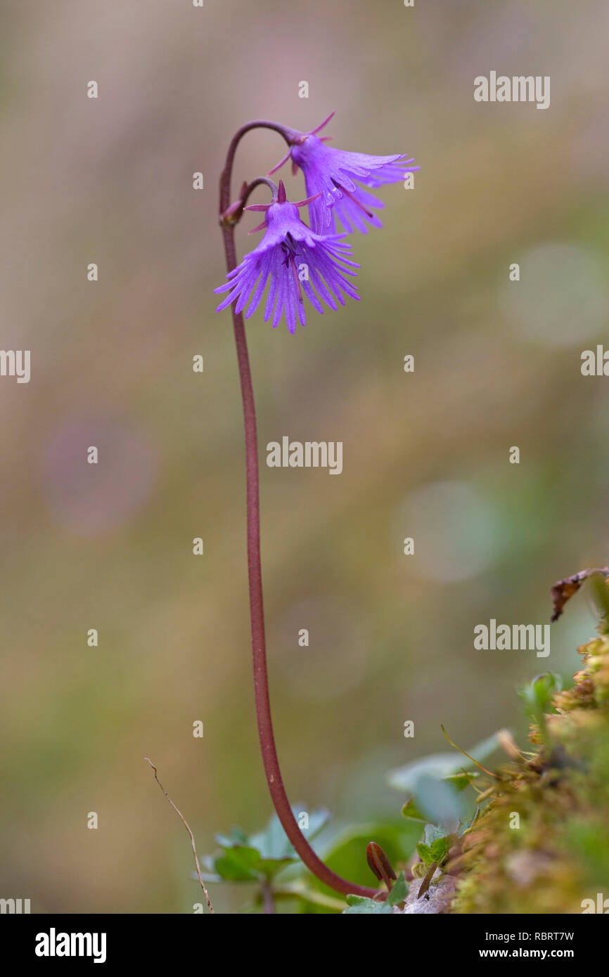 Alpine snowbell / blue moonwort (Soldanella alpina) in flower, native to the Alps and Pyrenees Stock Photo