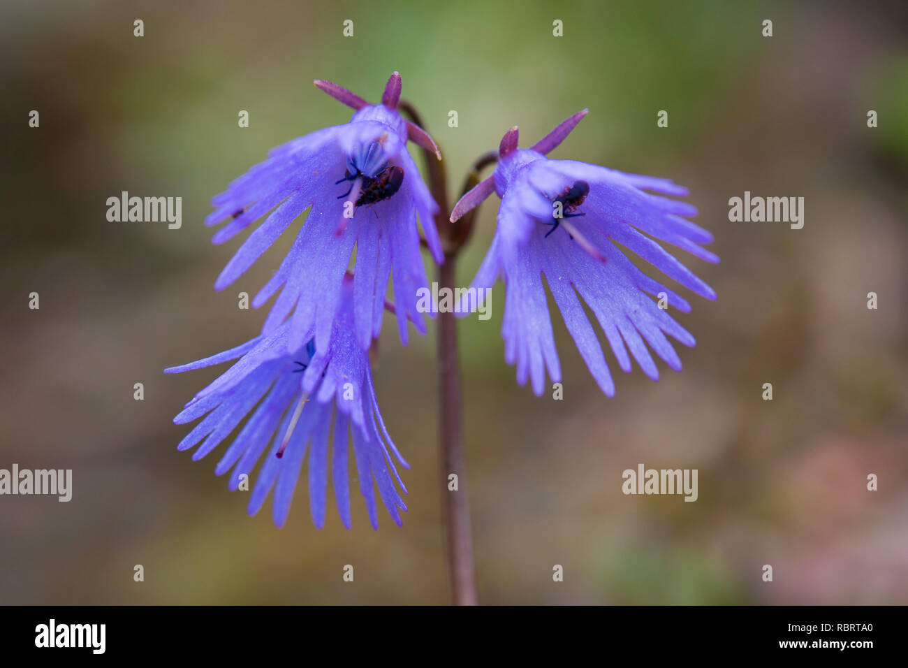 Alpine snowbell / blue moonwort (Soldanella alpina) in flower, native to the Alps and Pyrenees Stock Photo