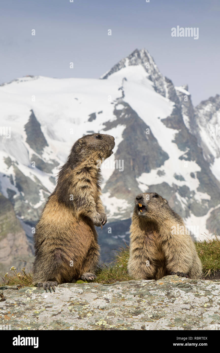 Alpine marmots (Marmota marmota) couple calling in front of the snow covered mountain Grossglockner, Hohe Tauern National Park, Carinthia, Austria Stock Photo