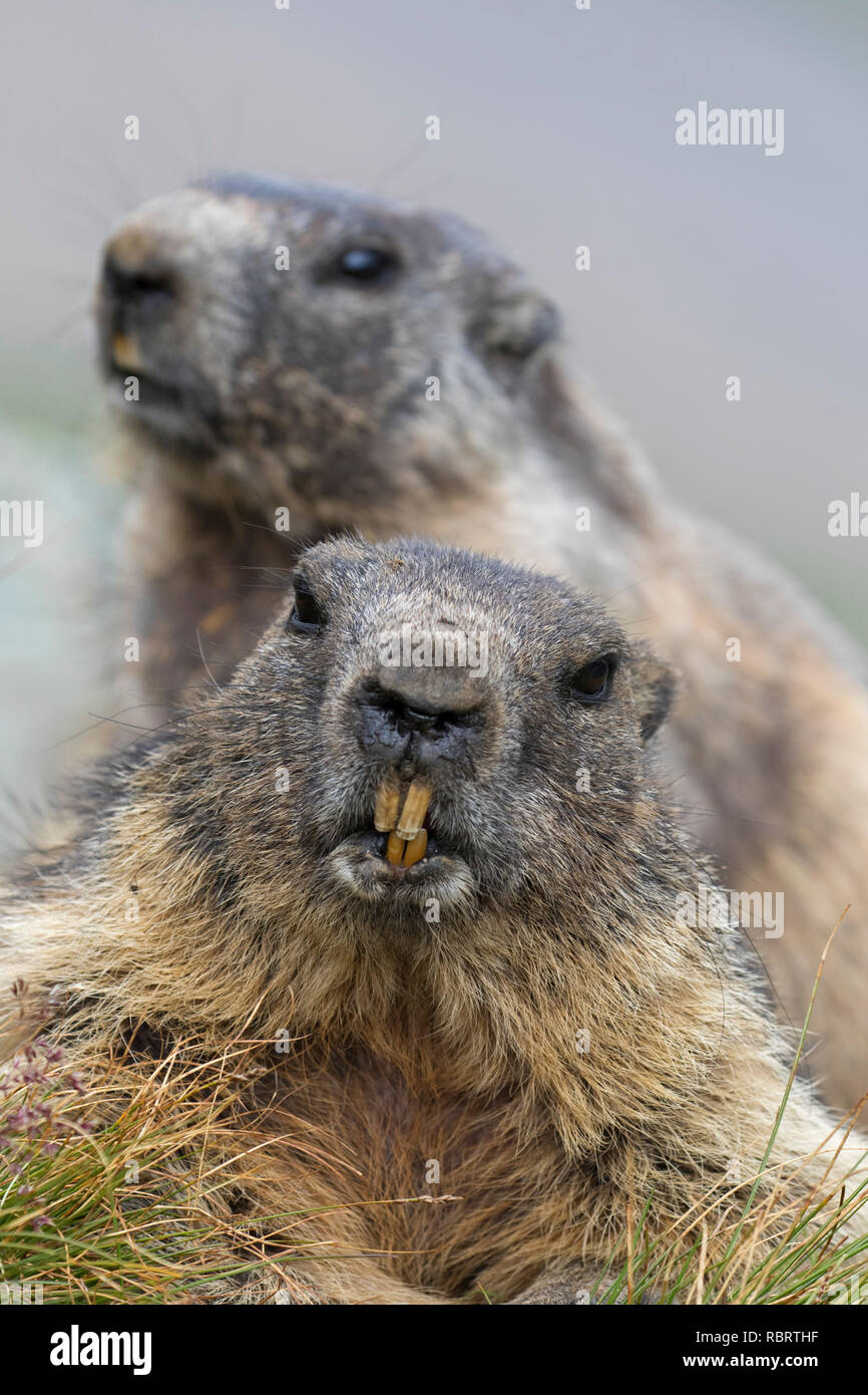 Marmot on sale sharp point