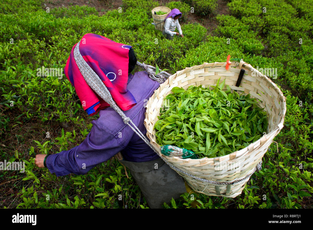 Tea pluckers are at work in Makaibari Tea Estates Stock Photo Alamy