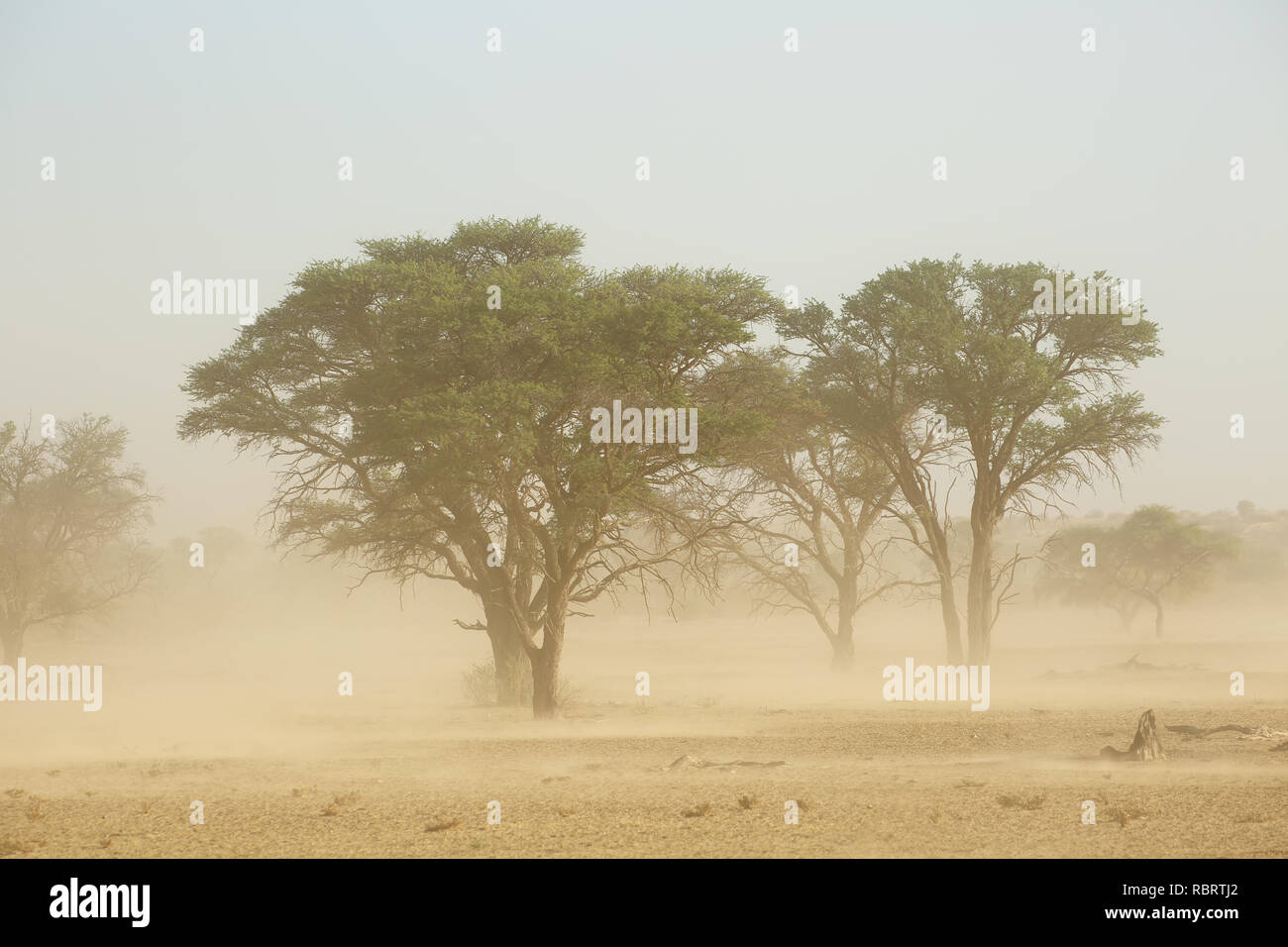 Landscape with trees during a severe sand storm in the Kalahari desert