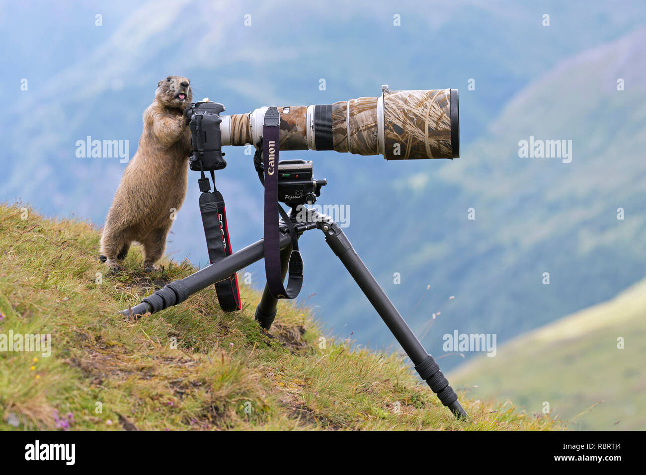 Curious Alpine marmot (Marmota marmota) behind wildlife photographer's Canon camera with large telephoto lens mounted on tripod Stock Photo