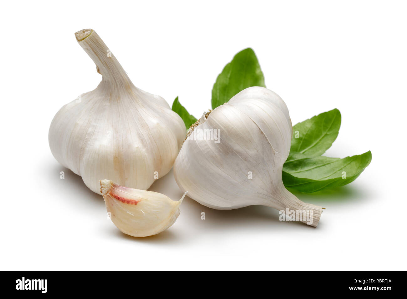 Whole garlic and garlic clove with basil leaves isolated on white