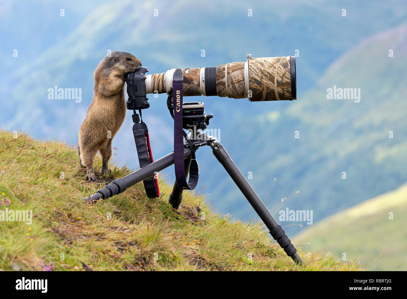 Photographer Wild Tripod Bird Photography Best Tripod For Nature