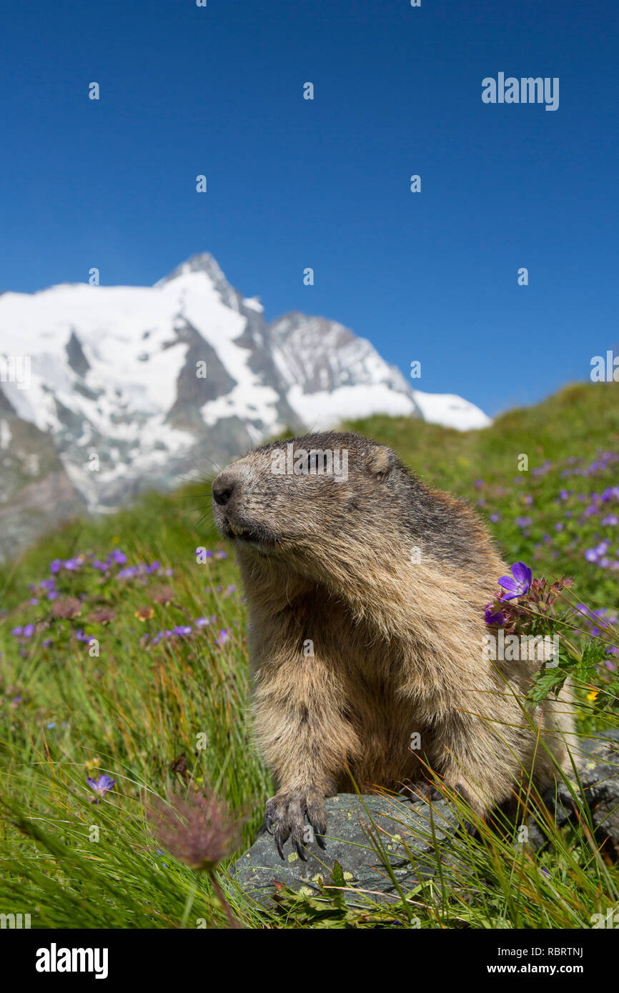 Alpine marmot (Marmota marmota) in front of the snow covered mountain Grossglockner, Hohe Tauern National Park, Carinthia, Austria Stock Photo