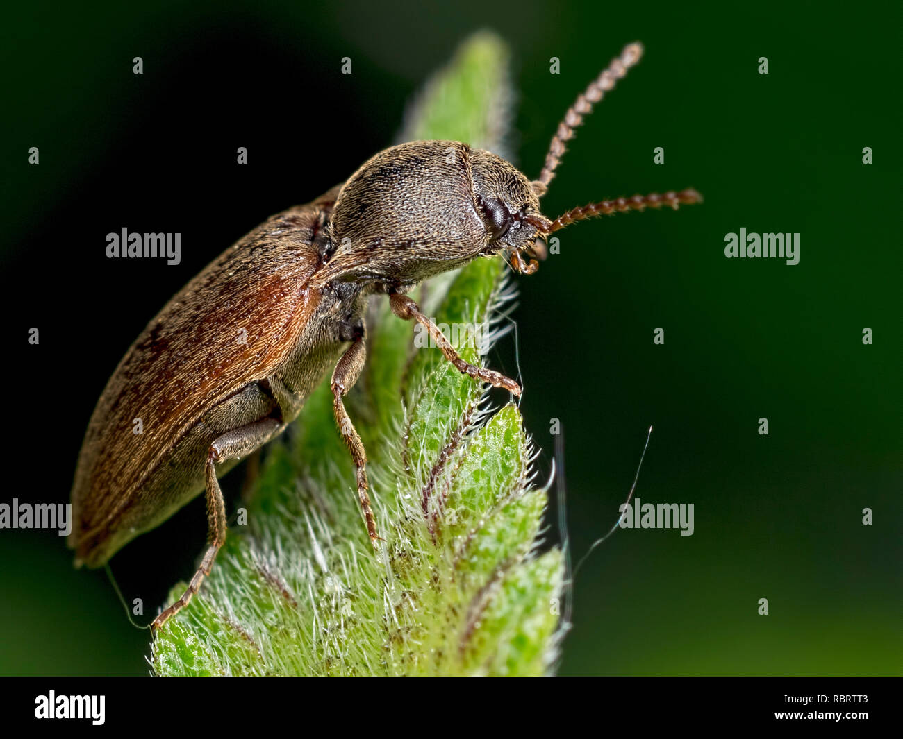 Click beetle taken at Blashford Lakes nature reserve in Hampshire. Stock Photo
