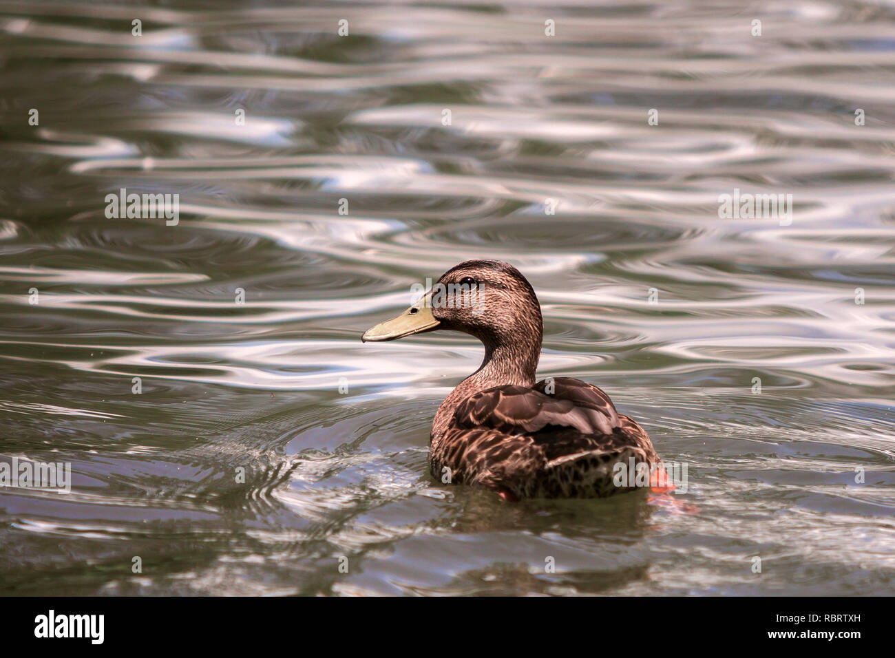 Lit duck hotsell