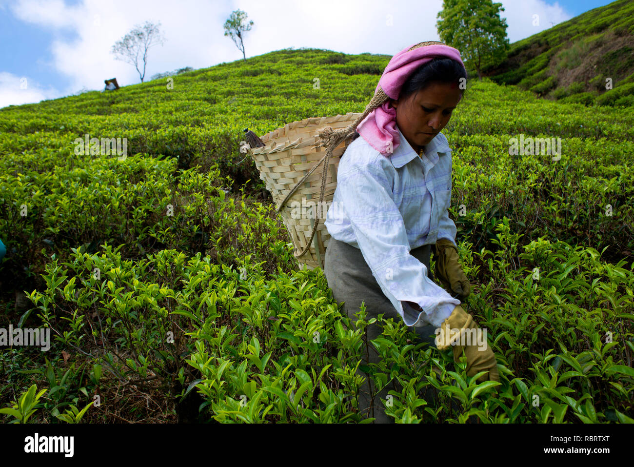 A tea plucker is at work. Stock Photo