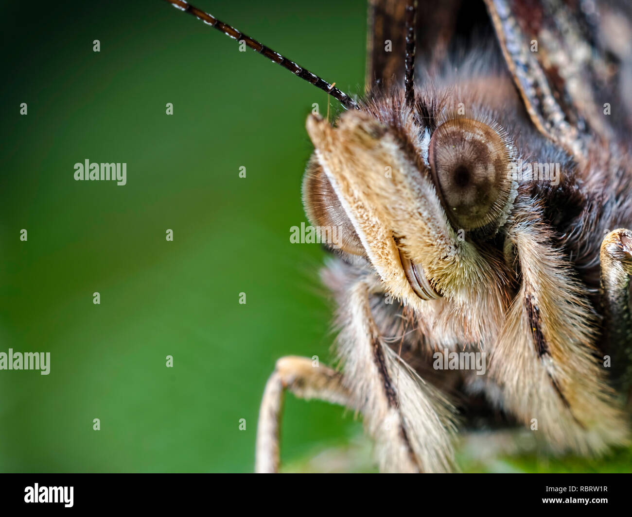 A macro close-up of a Red Admiral butterfly taken at Blashford Lakes nature reserve in Hampshire. Stock Photo