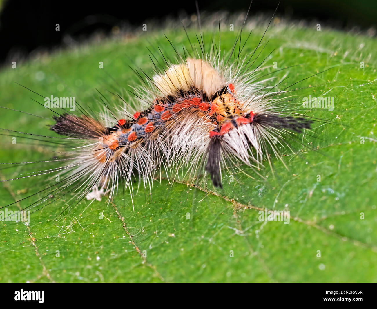 The Vapourer moth caterpillar (Orgyia antiqua) taken at Blashford Lakes nature reserve in Hampshire. Stock Photo