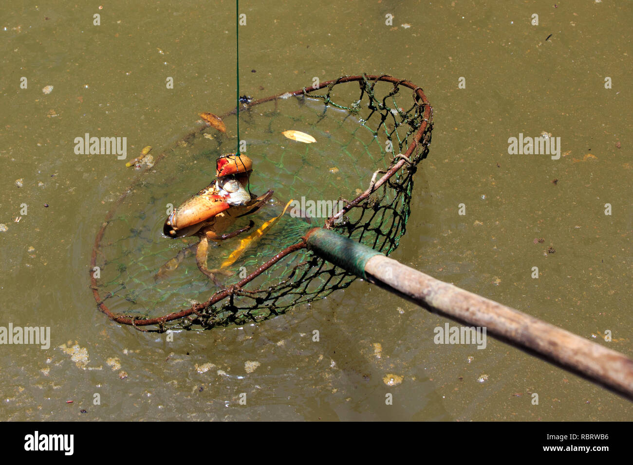 Dangling Fish From Ciling Catch beach crabs hi-res stock photography and images - Alamy