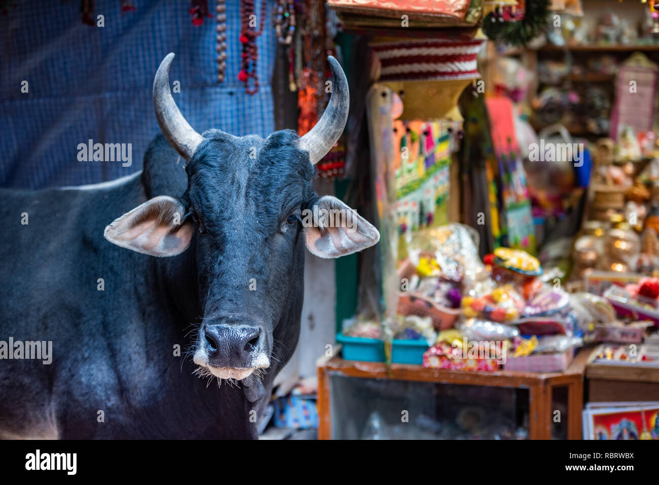 A cow looks on adjacent to a souvenir shop in the narrow lanes near Kashi Vishwanath temple in Varanasi India. Stock Photo