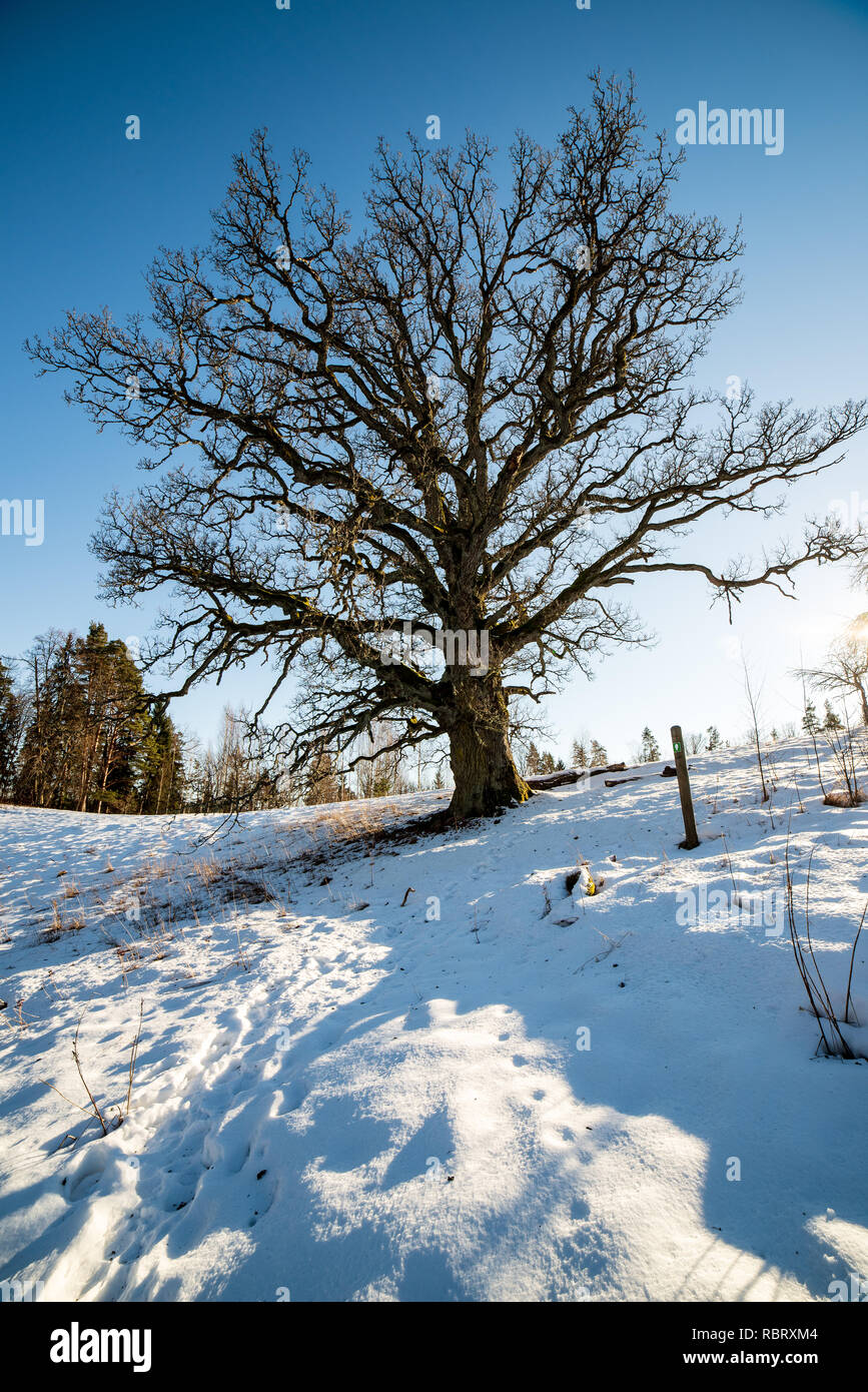 very large hundred years old oak tree in winter. snowy meadow and