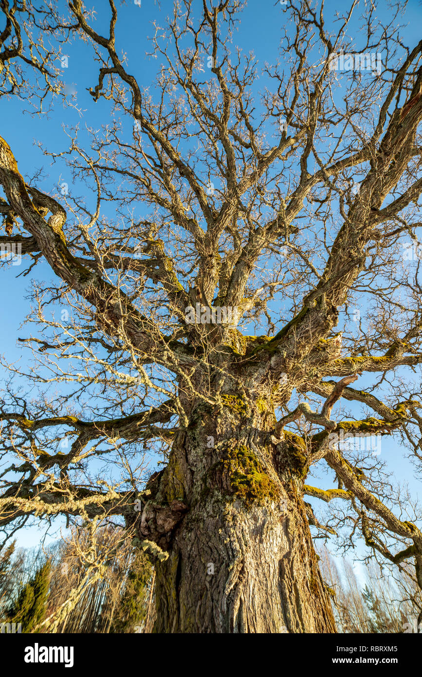 very large hundred years old oak tree in winter. snowy meadow and