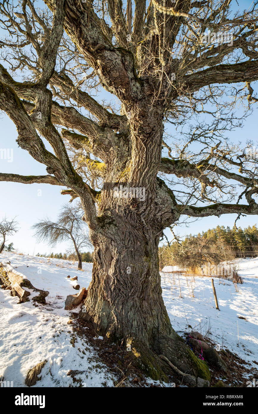 very large hundred years old oak tree in winter. snowy meadow and