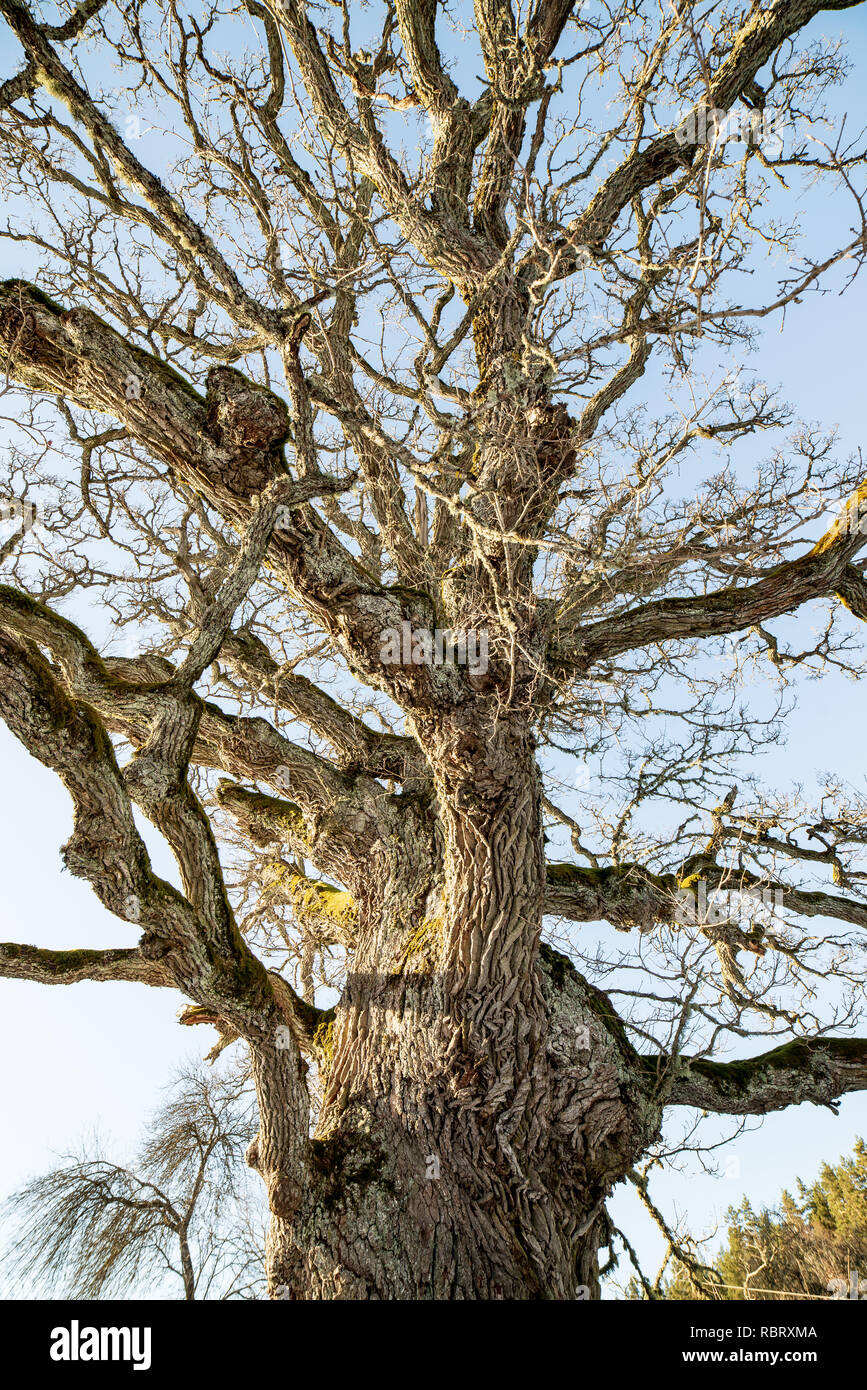 very large hundred years old oak tree in winter. snowy meadow and