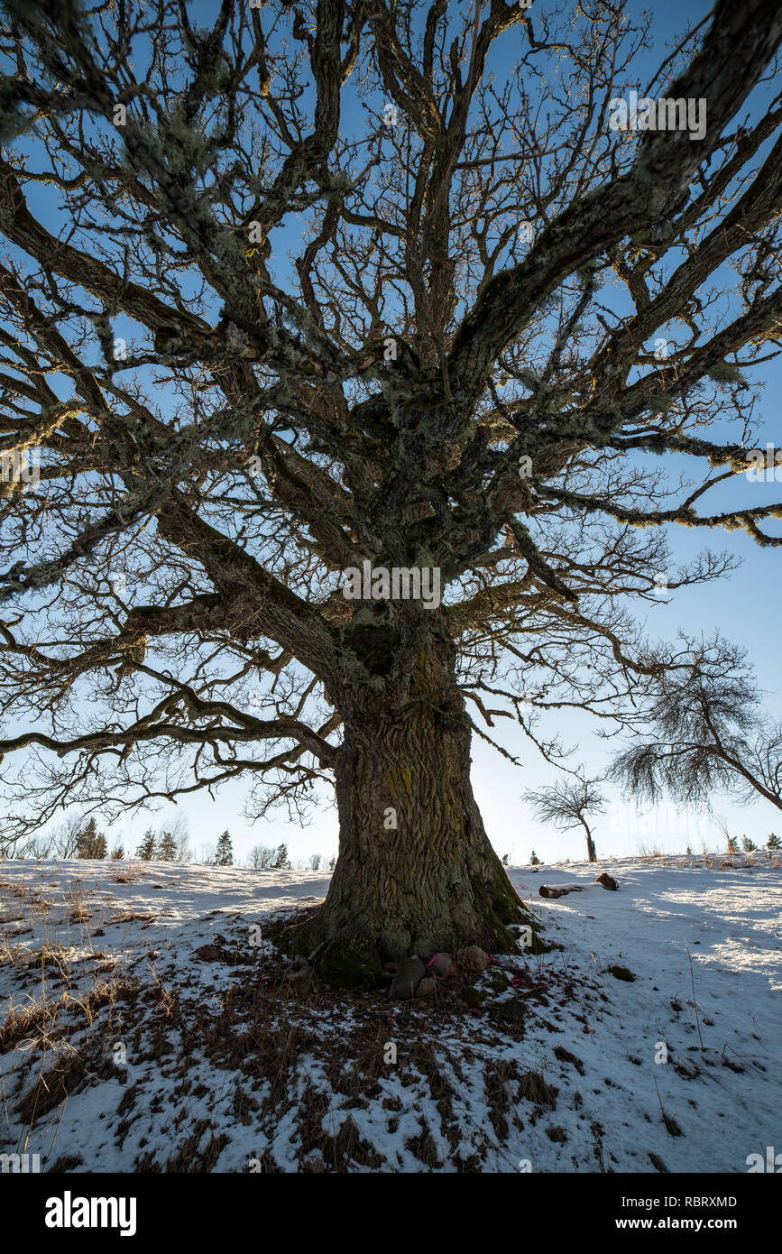 very large hundred years old oak tree in winter. snowy meadow and