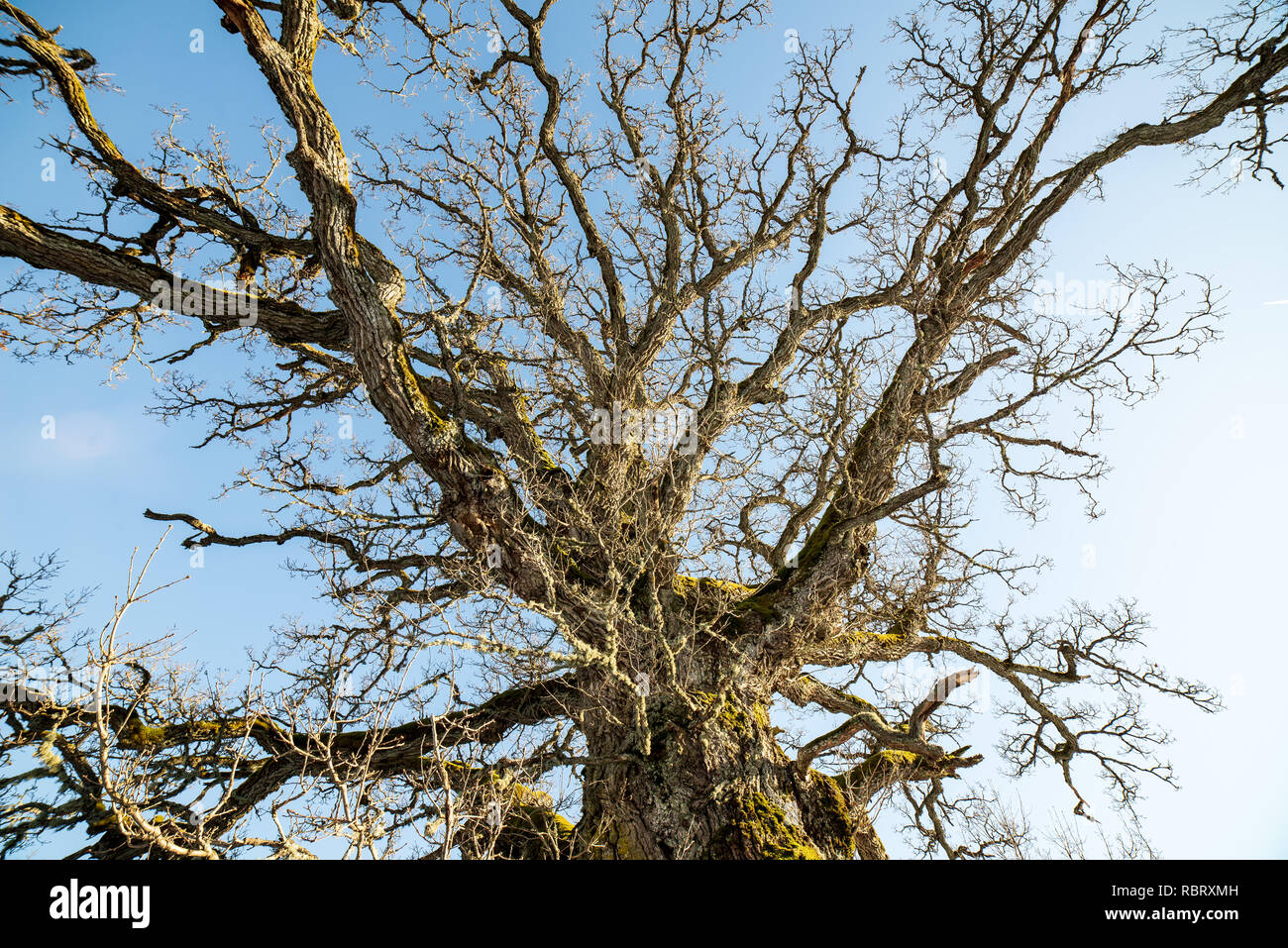 very large hundred years old oak tree in winter. snowy meadow and
