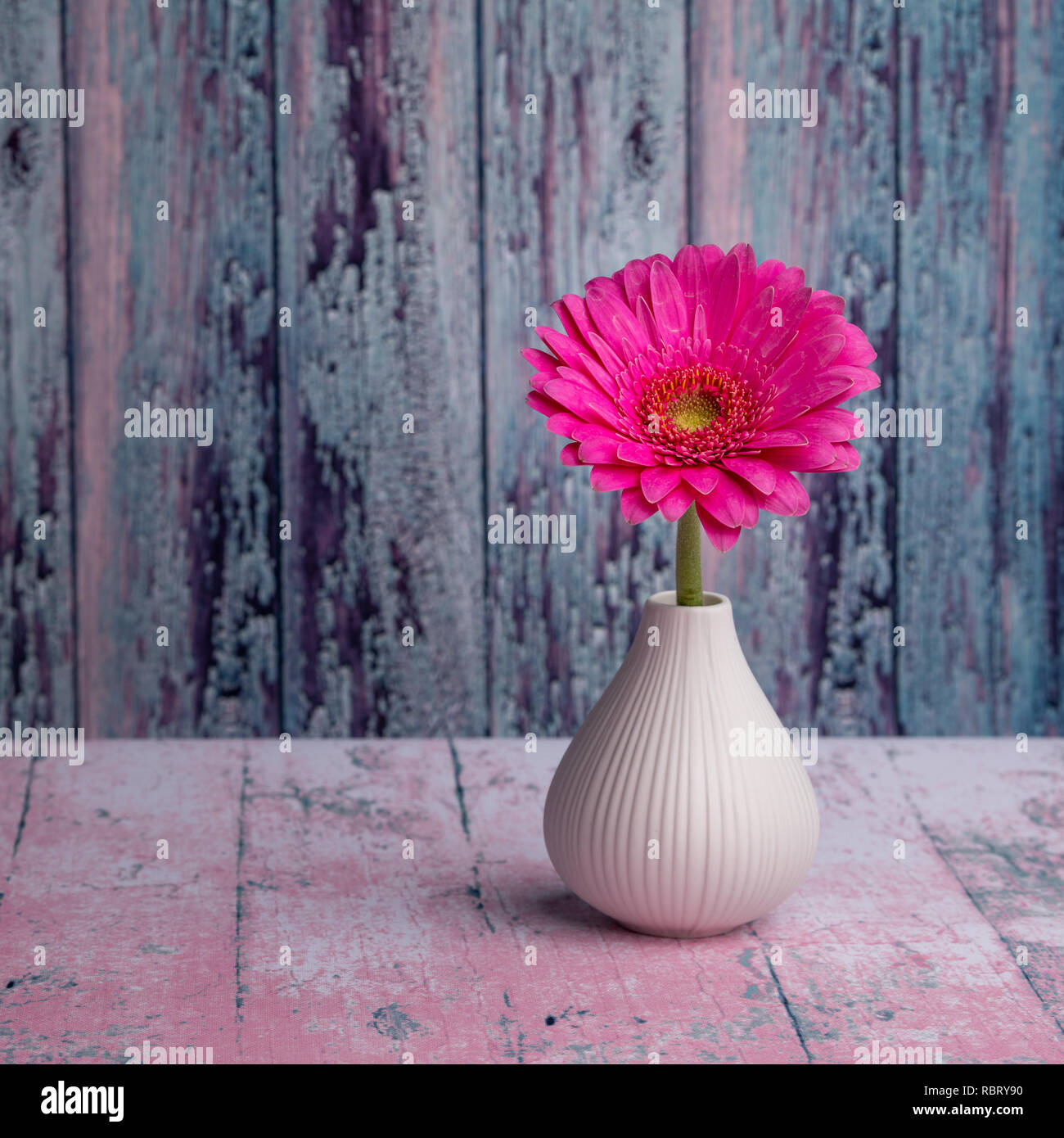 Still life background, gerber daisy in a vase Stock Photo Alamy