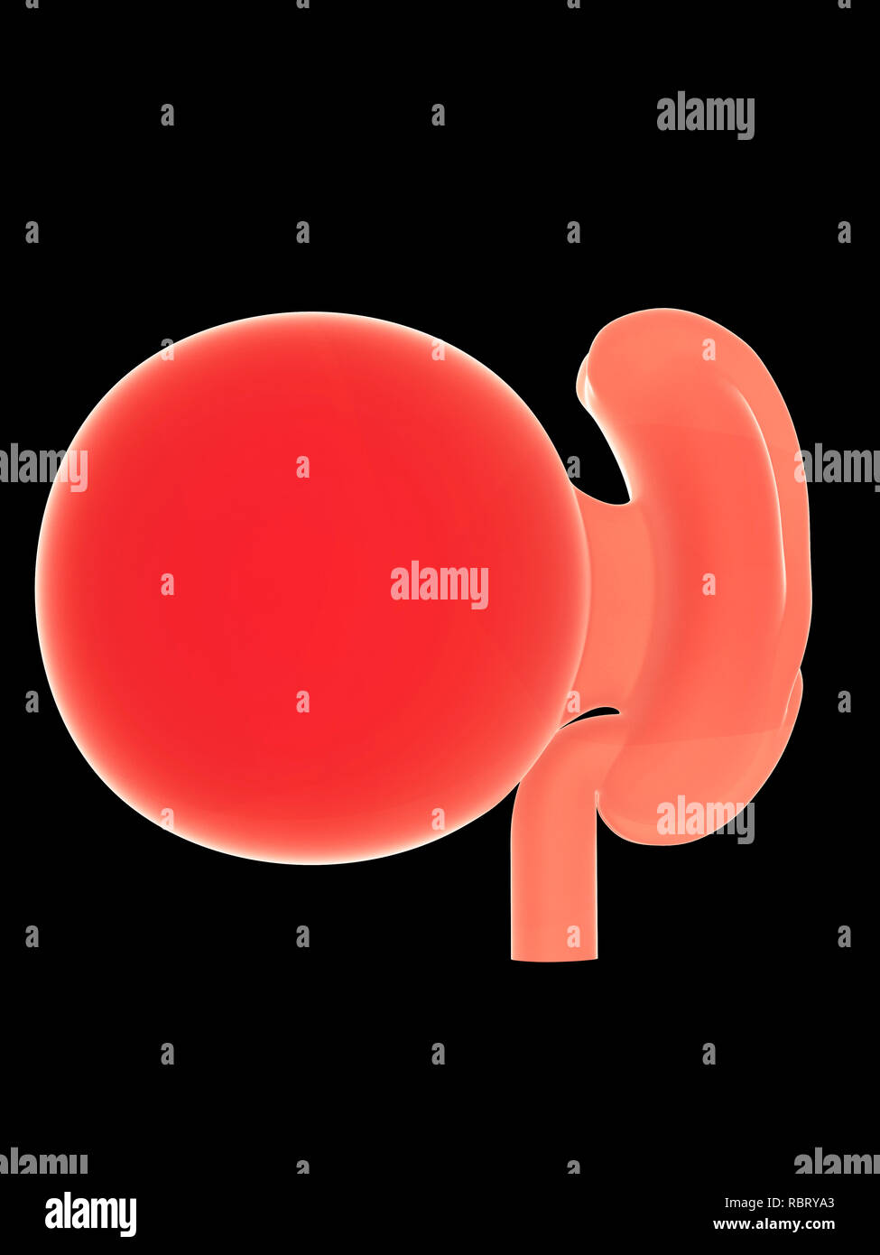 4 weeks embryo hi-res stock photography and images - Alamy