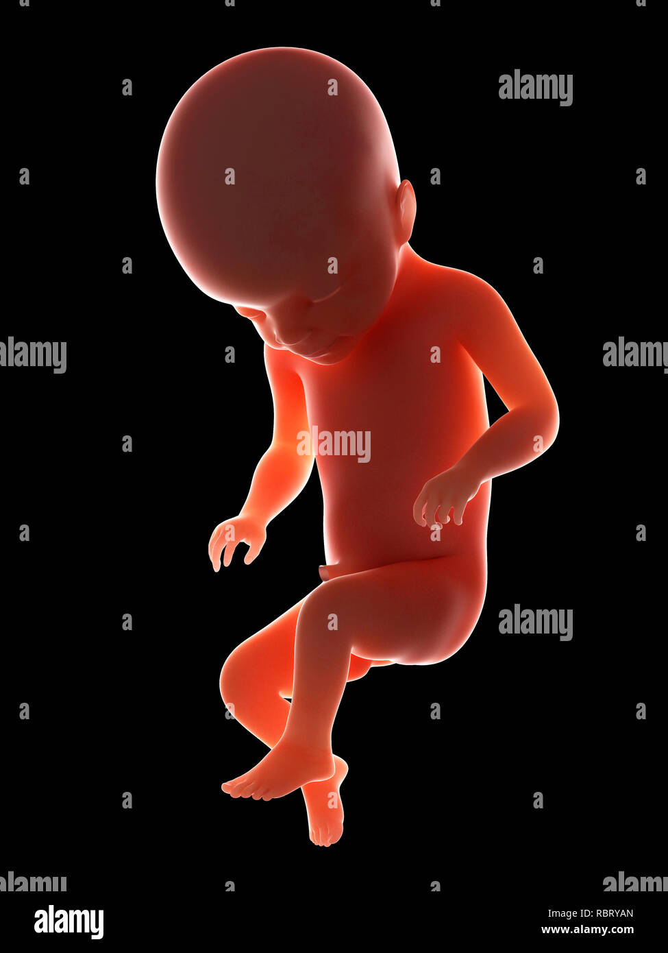 Fetus 22 weeks hires stock photography and images Alamy