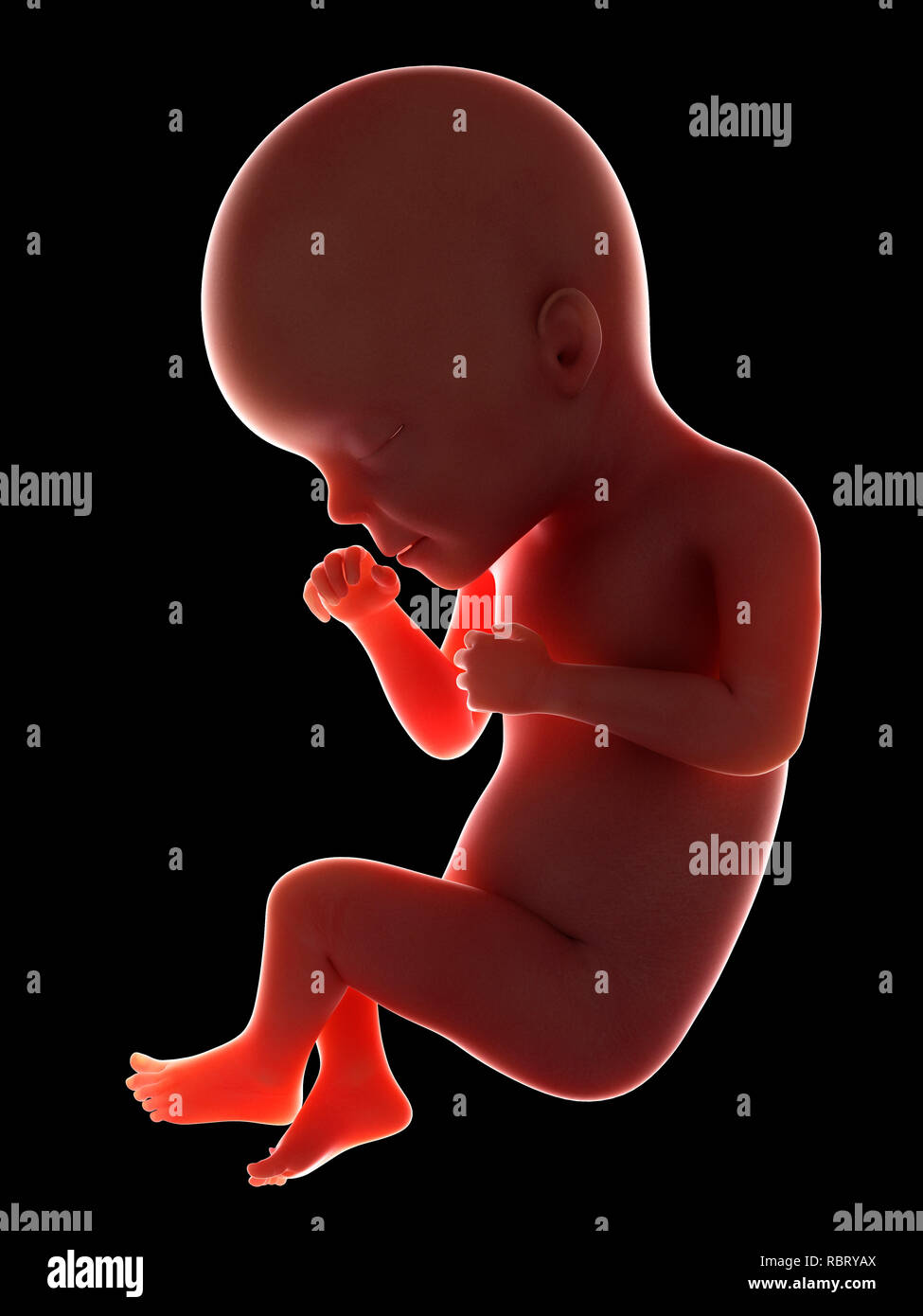 Illustration of a fetus at week 27 Stock Photo - Alamy