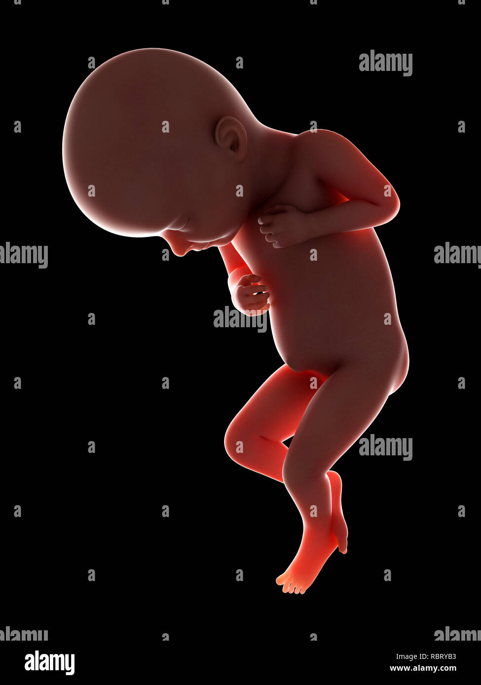 Fetus 32 week hi-res stock photography and images - Alamy