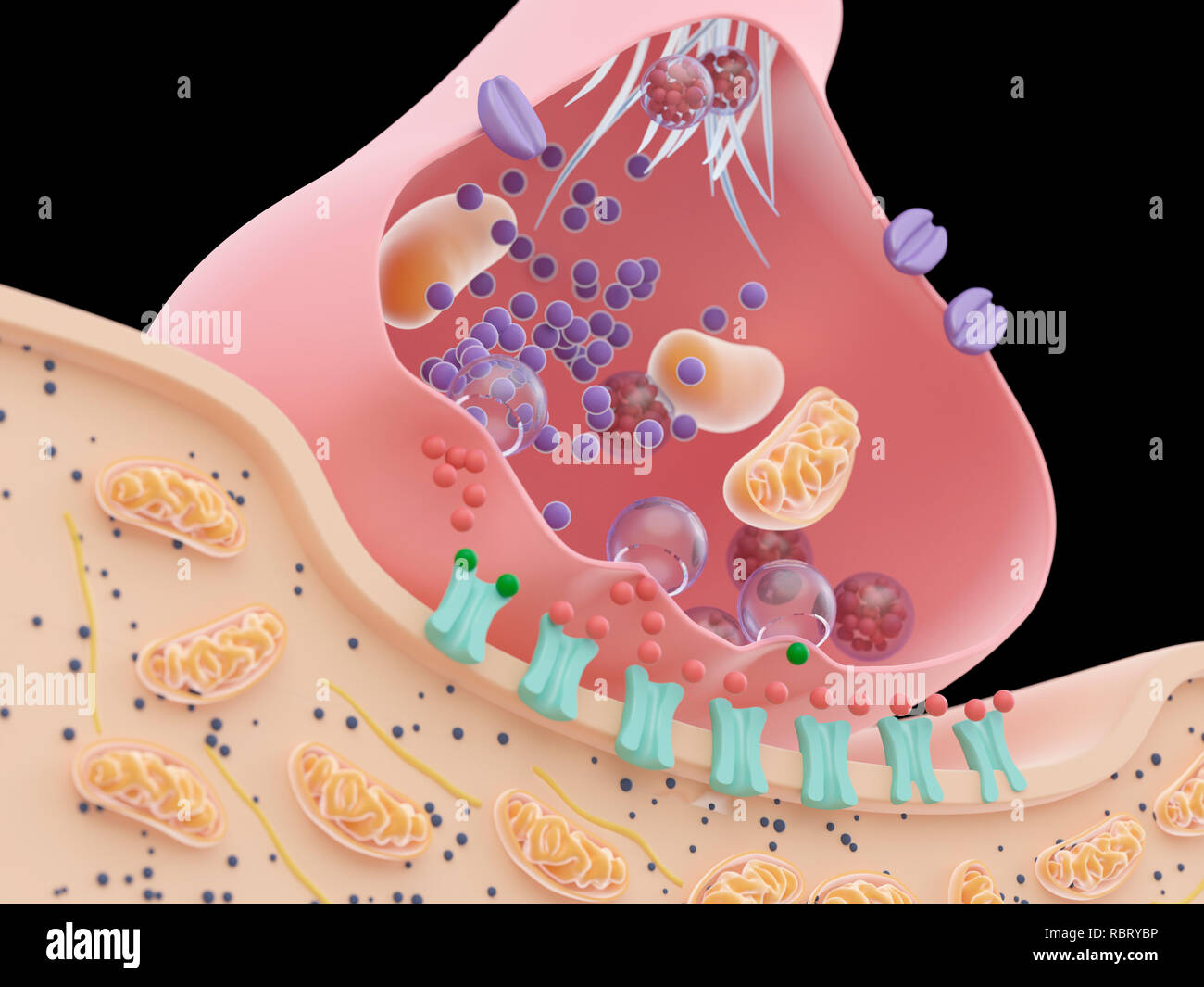 Illustration of a synapse cross-section Stock Photo - Alamy