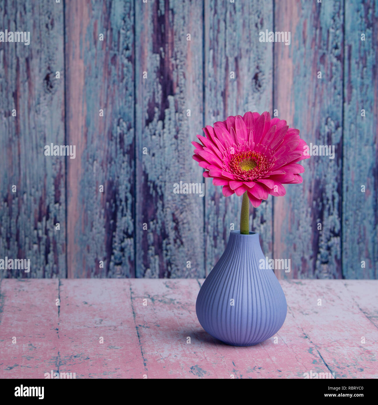 Still life background, gerber daisy in a vase Stock Photo Alamy