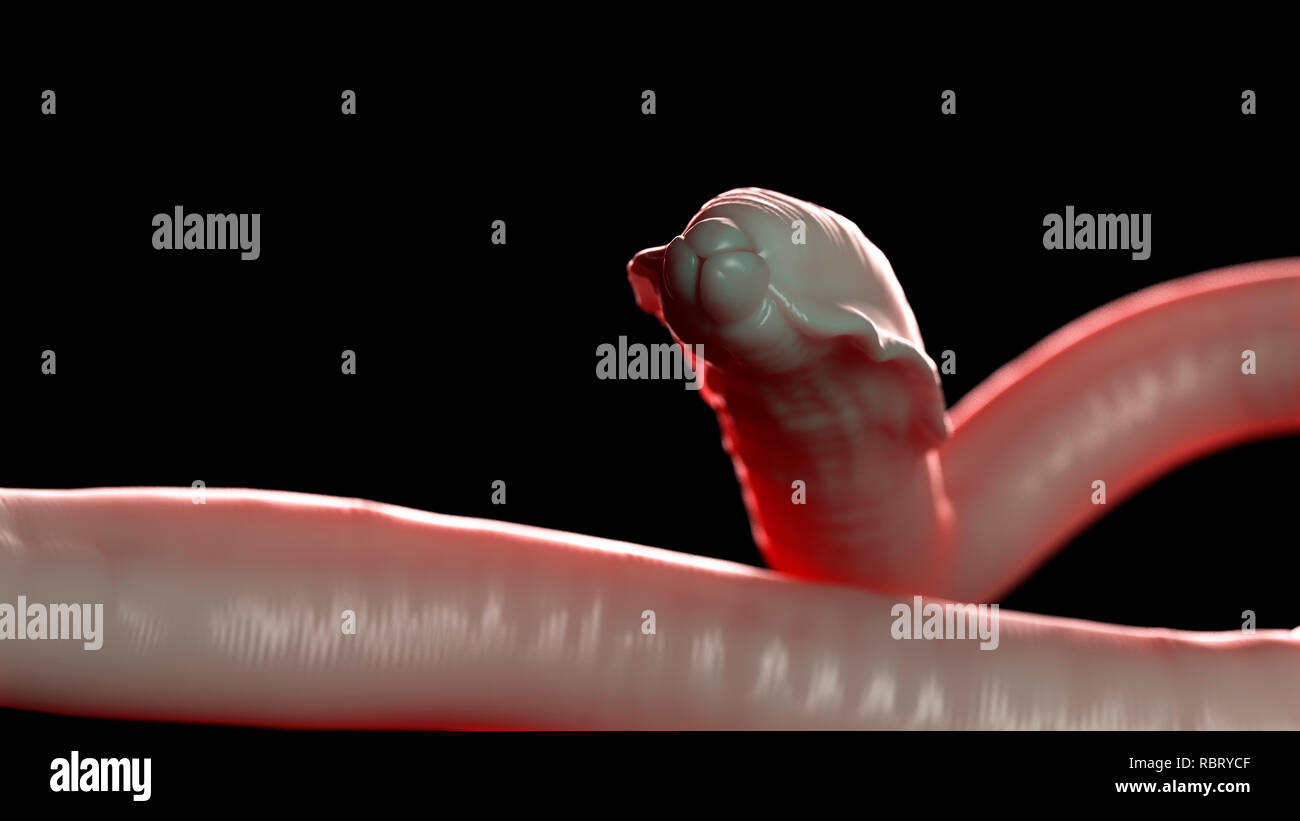 Triangular Roundworm Illustration of a roundworm Stock Photo - Alamy