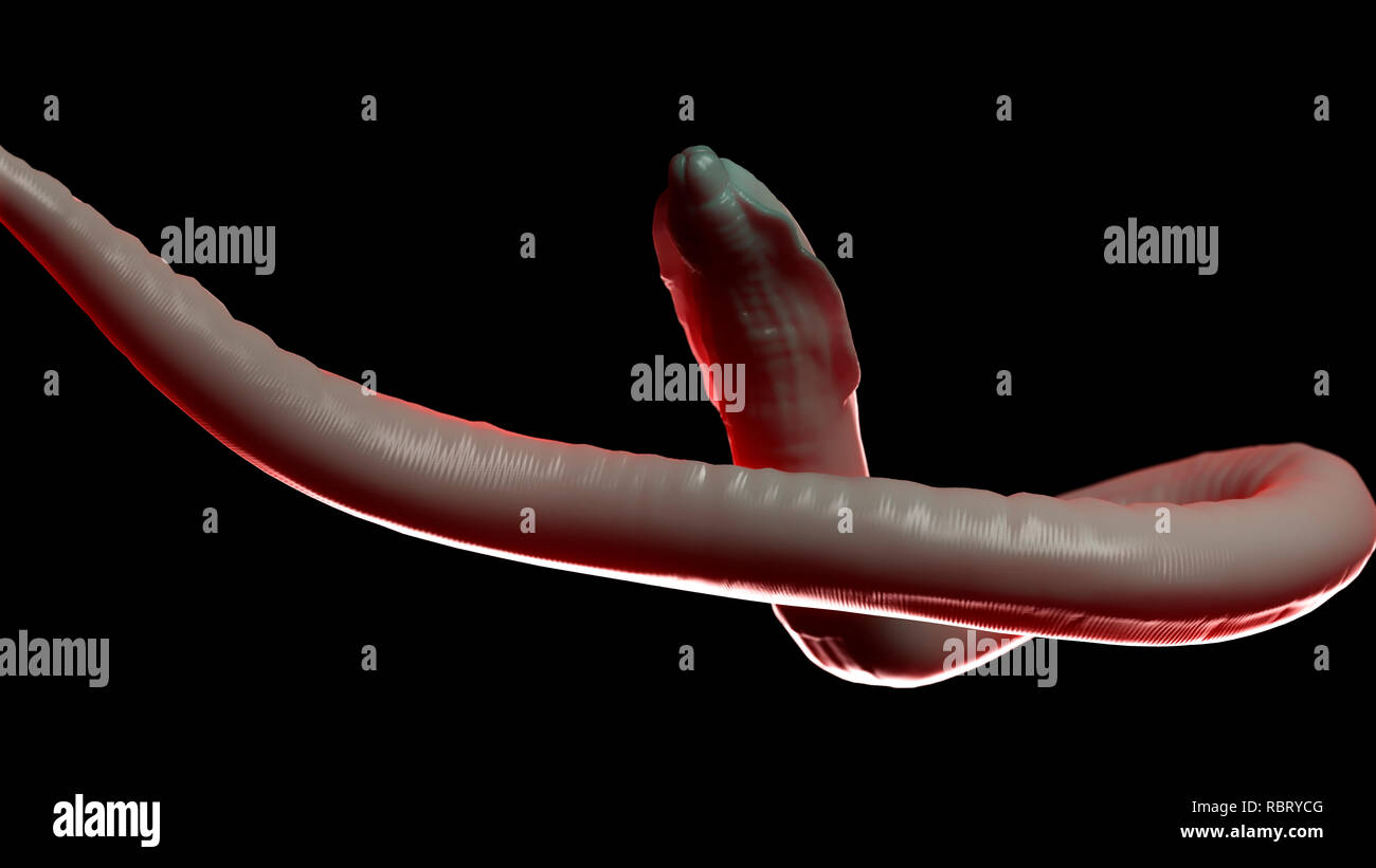 Illustration of a roundworm Stock Photo - Alamy