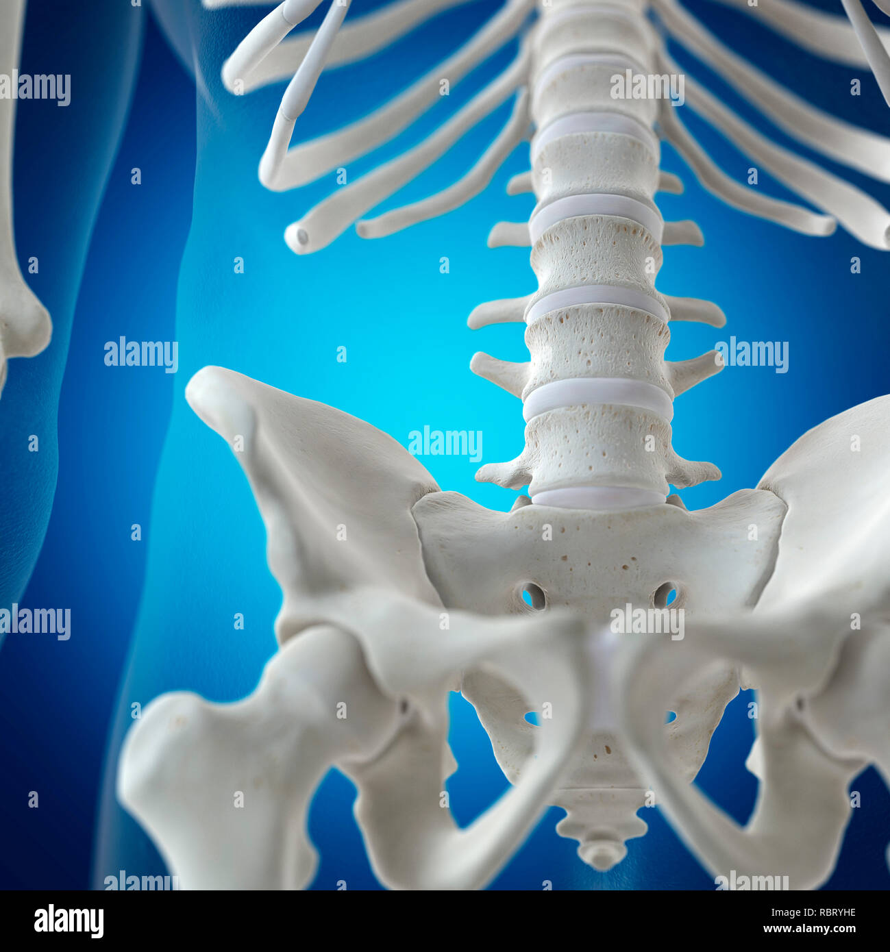 Illustration of the lumbar spine Stock Photo - Alamy