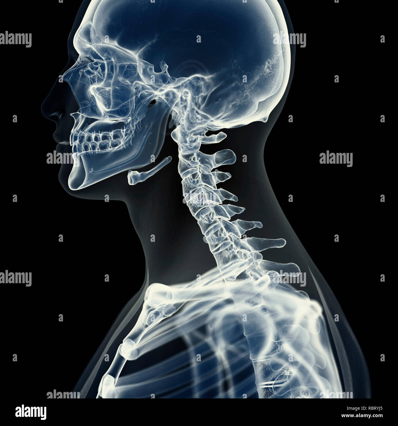 Cervical 3d Scan High Resolution Stock Photography and Images - Alamy