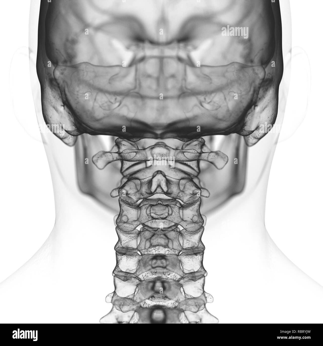 Illustration of the cervical spine Stock Photo - Alamy