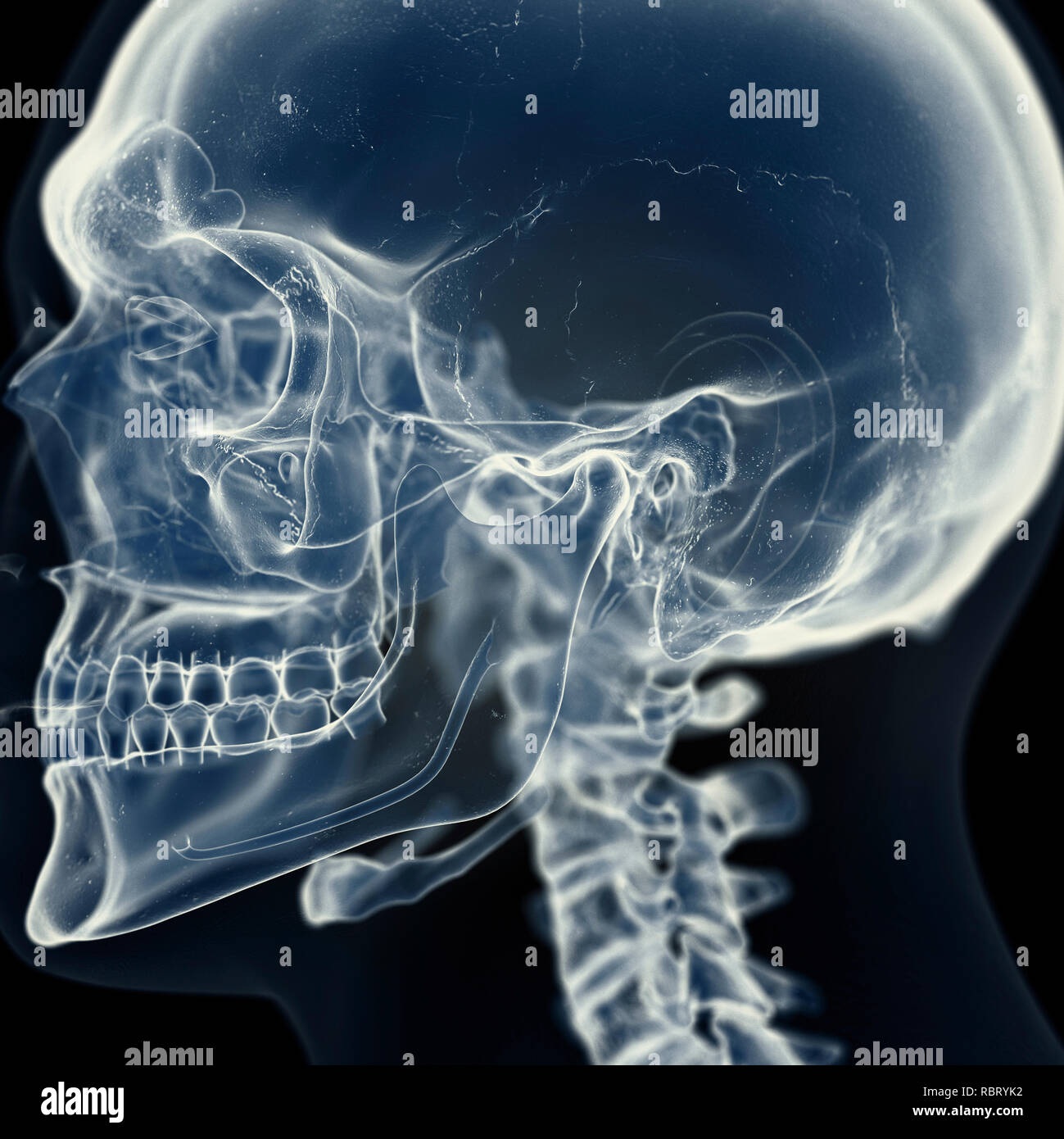 Illustration of the temporomandibular joint. Stock Photo