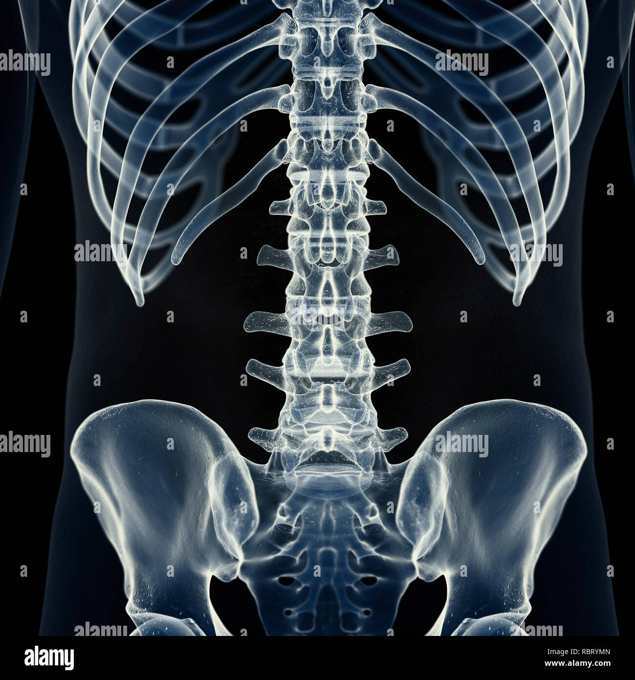 Image of lumbar spine hi-res stock photography and images - Alamy