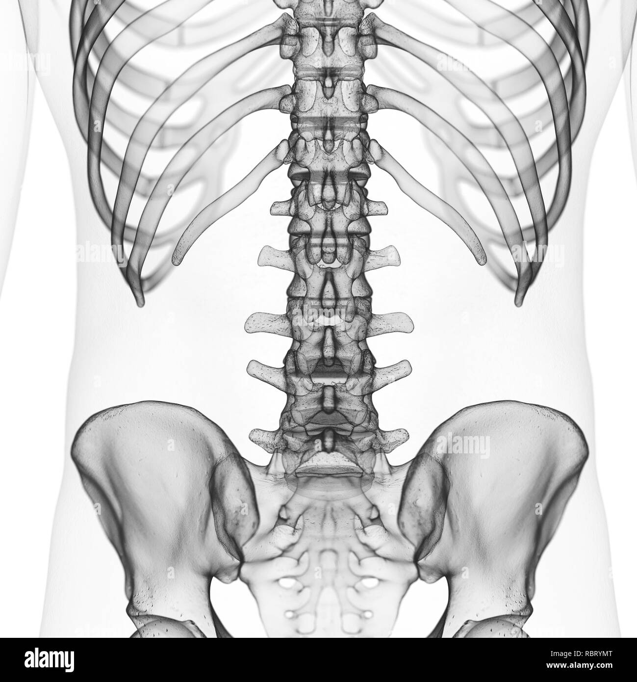 Illustration of the lumbar spine Stock Photo Alamy