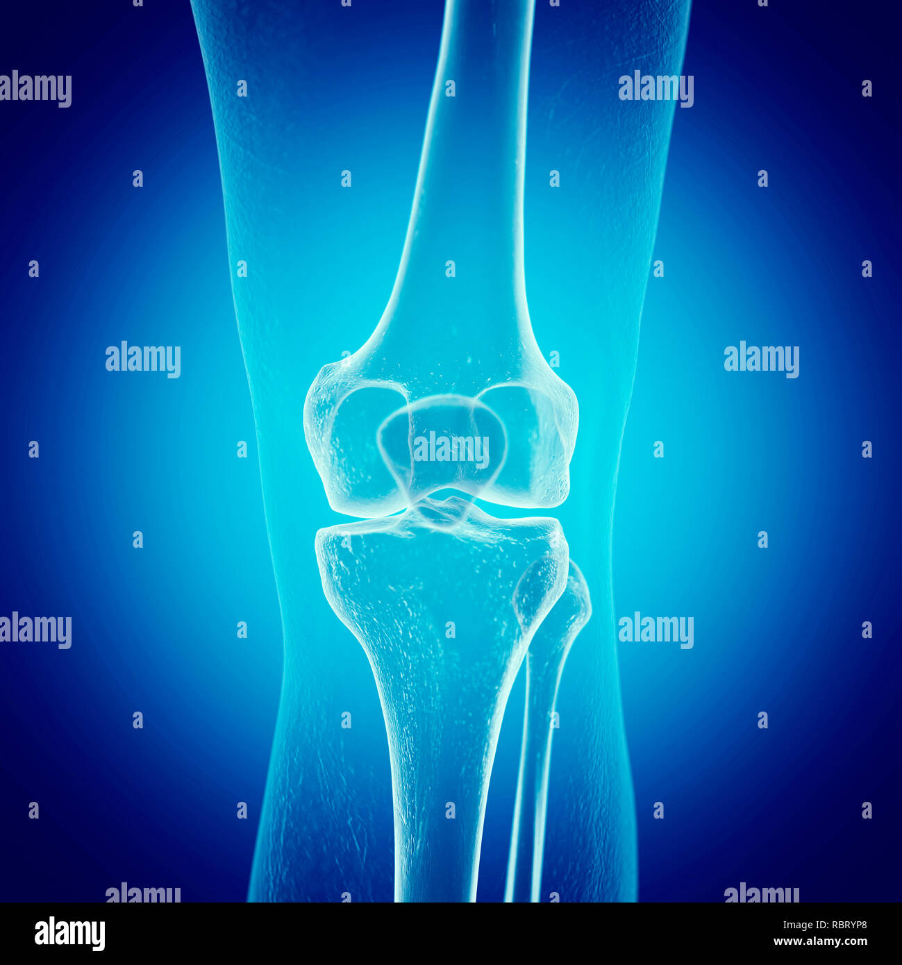 Illustration of the knee bones Stock Photo Alamy