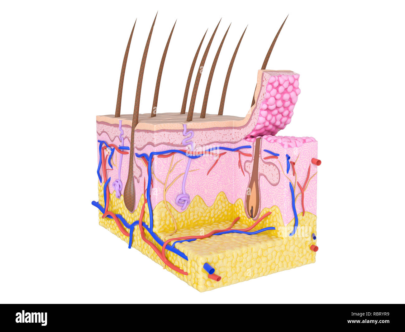 Human skin diagram hi-res stock photography and images - Alamy