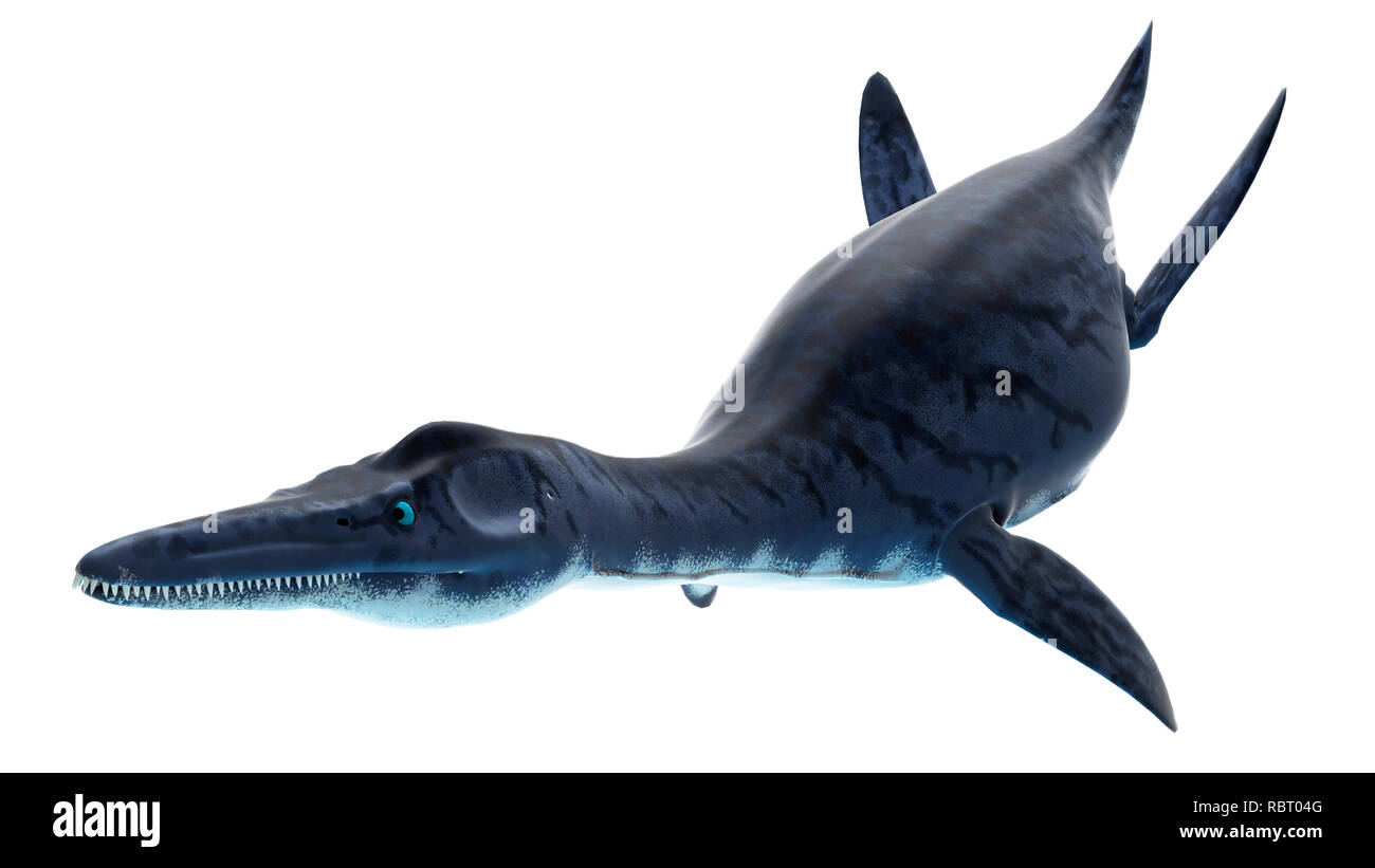 Illustration of a dolichorhynchops Stock Photo Alamy