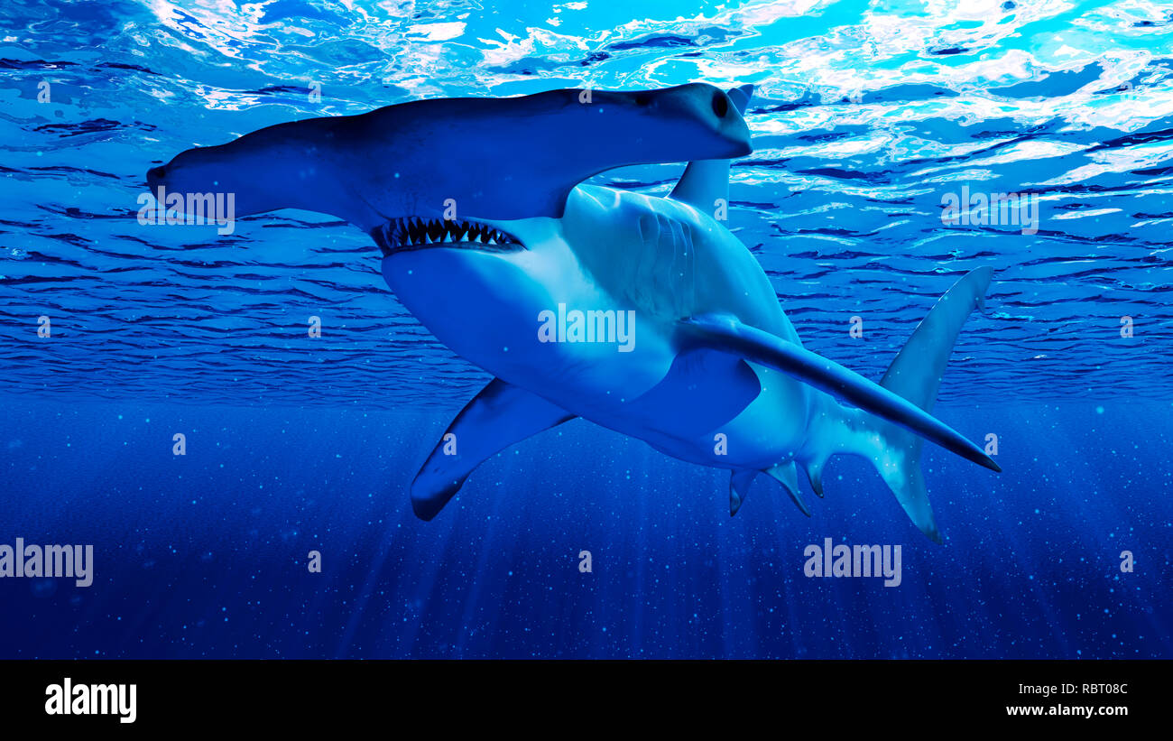 Illustration of a hammerhead shark Stock Photo - Alamy