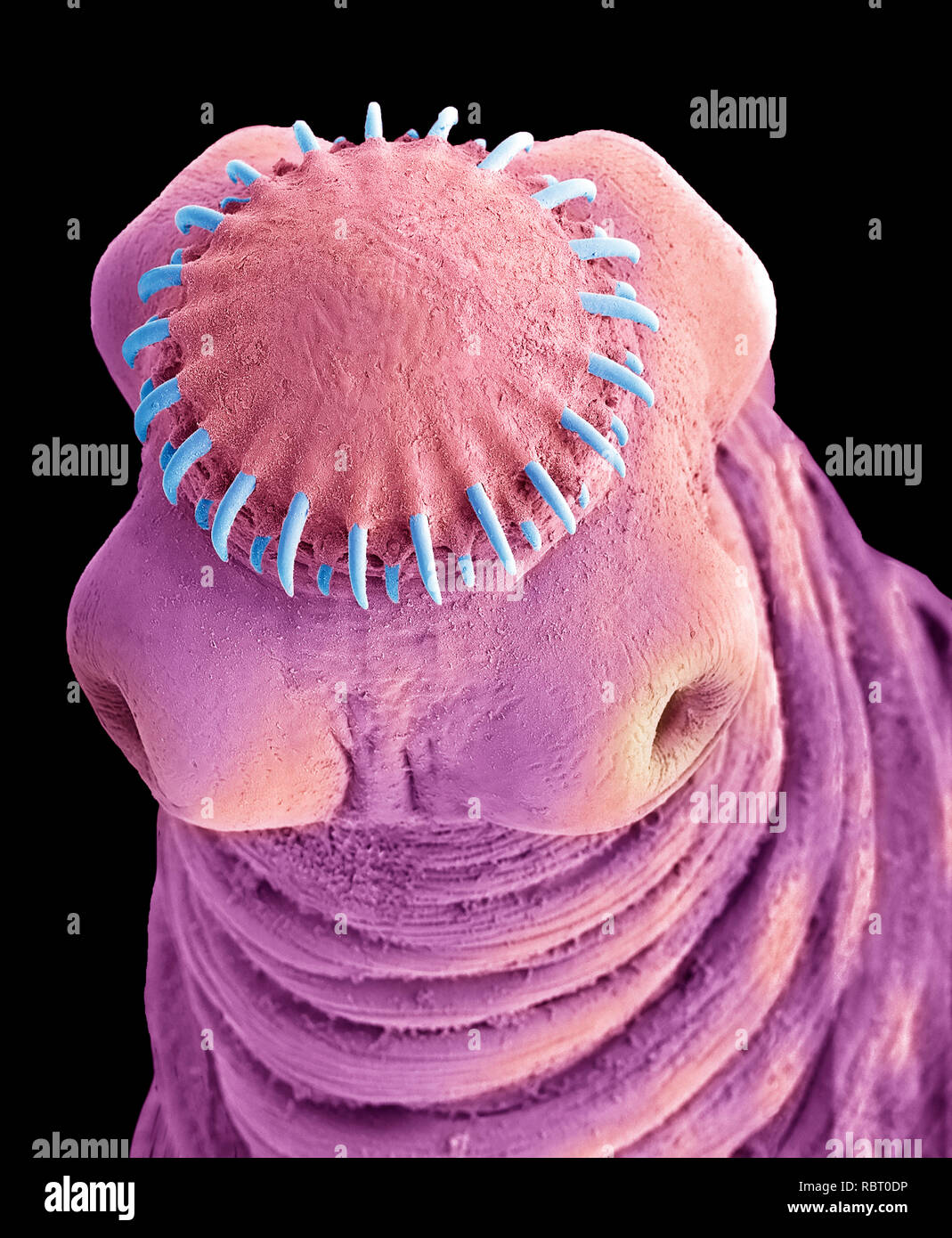 praise Miss cigarette Pork worm hi-res stock photography and images - Alamy