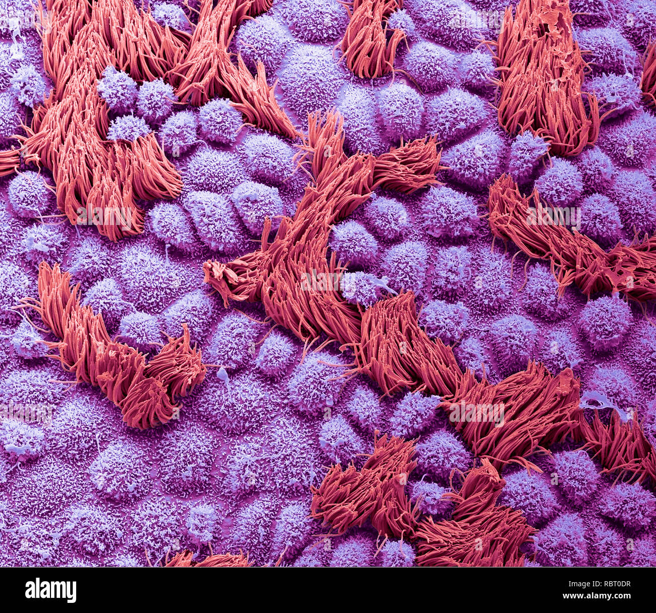 Fallopian tube. Coloured scanning electron micrograph (SEM) of the surface of a human fallopian tube. Fallopian tubes are ducts that lead from the ovaries to the uterus. The epithelium consists of columnar cells, many of which have cilia (red). The cilia beat is towards the uterus, aiding transport of the egg from the ovary. Coloured blue are the secretory cells with their microvilli projections. These cells secrete a substance that maintains a moist environment in the tube and may provide nutrients for the egg. Magnification: x2000 when printed at 10 centimetres wide. Stock Photo