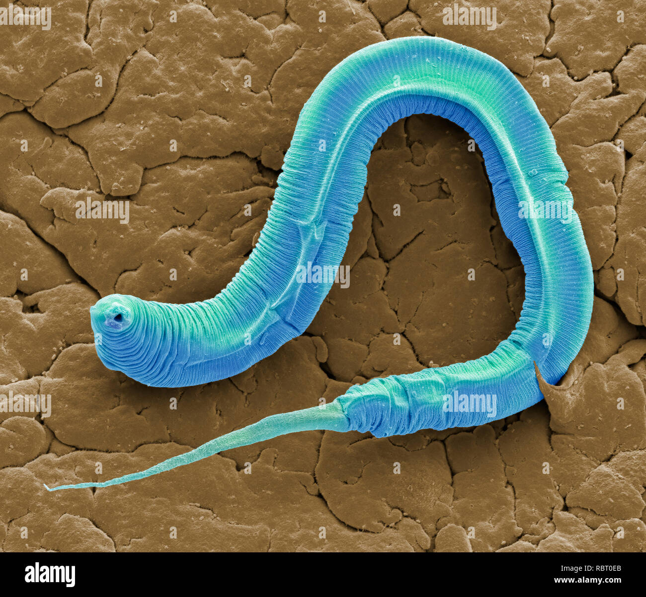 Caenorhabditis elegans worm, coloured scanning electron micrograph (SEM).  C. elegans is a soil-dwelling hermaphrodite nematode worm and one of the  most studied animals in biological and genetic research. A tendency to  reproduce